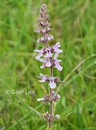 Attēlu rezultāti vaicājumam “Stachys palustris leaf”