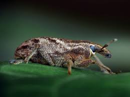 Attēlu rezultāti vaicājumam “Cleonis pigra”