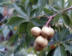 Attēlu rezultāti vaicājumam “Aesculus x hybrida fruit”