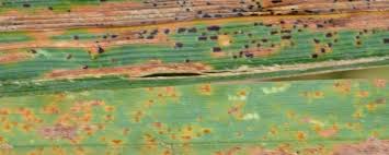 Attēlu rezultāti vaicājumam “Uromyces dactylidis”