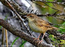 Image result for Locustella lanceolata