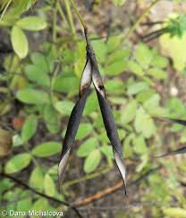 Attēlu rezultāti vaicājumam “Lathyrus niger”