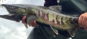 Image result for Oncorhynchus keta