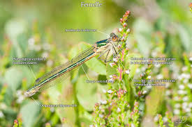 Attēlu rezultāti vaicājumam “Lestes dryas”