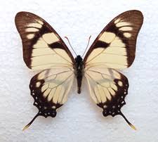 Attēlu rezultāti vaicājumam “Papilionidae”