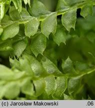 Attēlu rezultāti vaicājumam “Lophocolea bidentata”