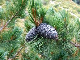 Attēlu rezultāti vaicājumam “Pinus cembra”