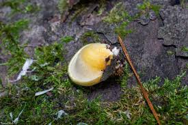 Attēlu rezultāti vaicājumam “Panellus serotinus”