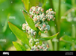 Attēlu rezultāti vaicājumam “Chenopodium album flower”