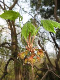 Attēlu rezultāti vaicājumam “Acer pseudoplatanus fo. purpurascens flower”