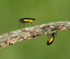 Attēlu rezultāti vaicājumam “Sciara analis”