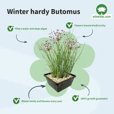 Attēlu rezultāti vaicājumam “Butomus umbellatus fruit”