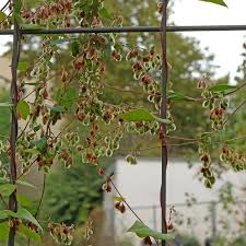 Attēlu rezultāti vaicājumam “Fallopia dumetorum”