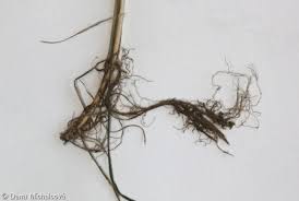 Attēlu rezultāti vaicājumam “Calamagrostis canescens fruit”