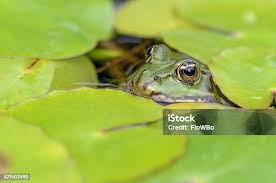 Attēlu rezultāti vaicājumam “Pelophylax”