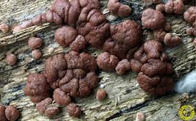 Attēlu rezultāti vaicājumam “Hypocrea rufa”