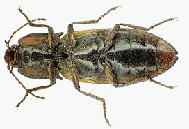 Attēlu rezultāti vaicājumam “Selatosomus cruciatus”