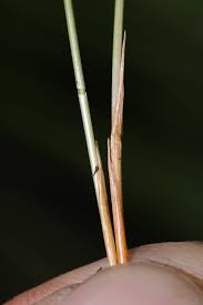 Attēlu rezultāti vaicājumam “Trichophorum cespitosum”