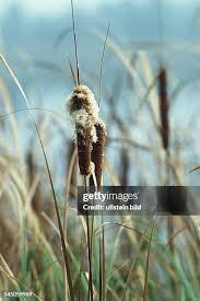 Image result for Rohrkolben