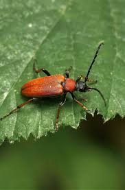 Attēlu rezultāti vaicājumam “Leptura rubra male”