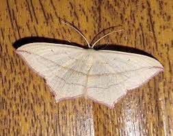 Attēlu rezultāti vaicājumam “Timandra comae”