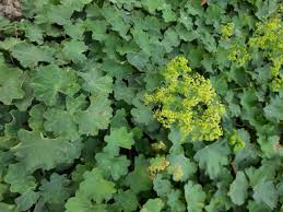 Attēlu rezultāti vaicājumam “Alchemilla subcrenata  flower”