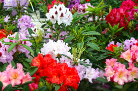 Attēlu rezultāti vaicājumam “rhododendron”