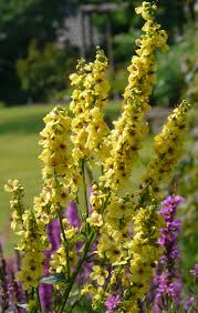 Attēlu rezultāti vaicājumam “Verbascum nigrum”