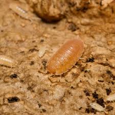 Attēlu rezultāti vaicājumam “Porcellio scaber”