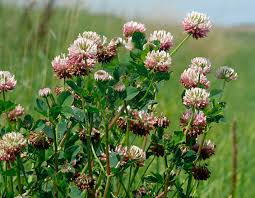 Attēlu rezultāti vaicājumam “Trifolium hybridum flower”