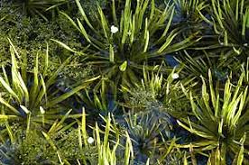 Attēlu rezultāti vaicājumam “Stratiotes aloides”