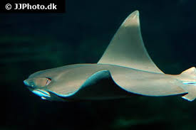 Image result for Rhinoptera bonasus