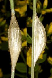 Attēlu rezultāti vaicājumam “Zygaena cocoon”