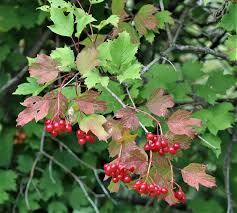 Attēlu rezultāti vaicājumam “Viburnum opulus fruit”