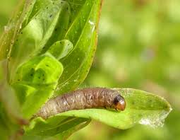 Attēlu rezultāti vaicājumam “Lathronympha strigana”
