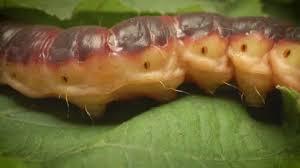Attēlu rezultāti vaicājumam “Cossus cossus larva”