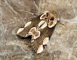 Attēlu rezultāti vaicājumam “Thyatira batis larva”