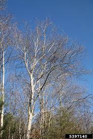 Attēlu rezultāti vaicājumam “Populus tremula”