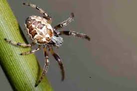 Attēlu rezultāti vaicājumam “Larinioides cornutus male”