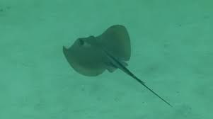Image result for Dasyatis pastinaca