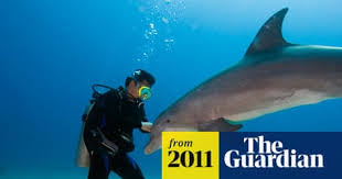 Image result for Durley Dolphin Diver