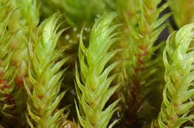 Attēlu rezultāti vaicājumam “Philonotis calcarea”