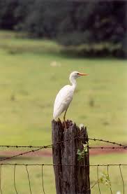 Attēlu rezultāti vaicājumam “Bubulcus ibis”