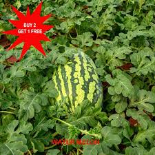 Attēlu rezultāti vaicājumam “Citrullus lanatus leaf”