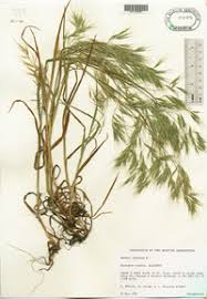 Attēlu rezultāti vaicājumam “Anisantha tectorum fruit”