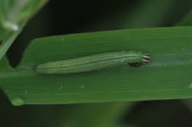 Attēlu rezultāti vaicājumam “Thymelicus lineola underside”