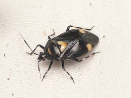 Attēlu rezultāti vaicājumam “Phytocoris longipennis”