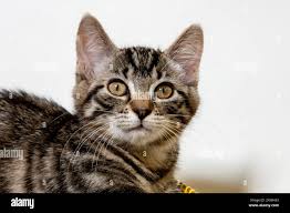 Attēlu rezultāti vaicājumam “Felis silvestris catus juvenile”