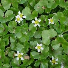 Attēlu rezultāti vaicājumam “Ranunculus lingua leaf”