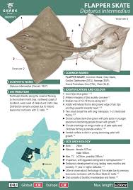 Image result for Dipturus intermedius